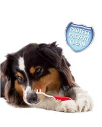 Beaphar dog toothbrush & toothpaste kit