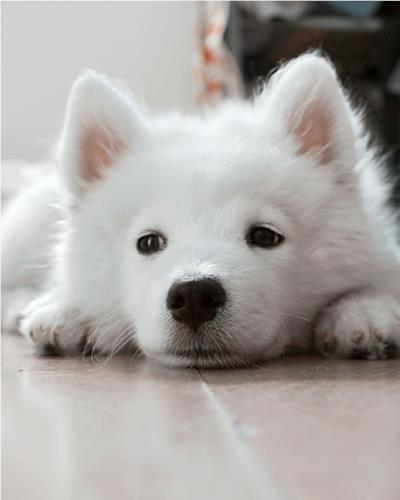 Worried looking white fluffy puppy left alone