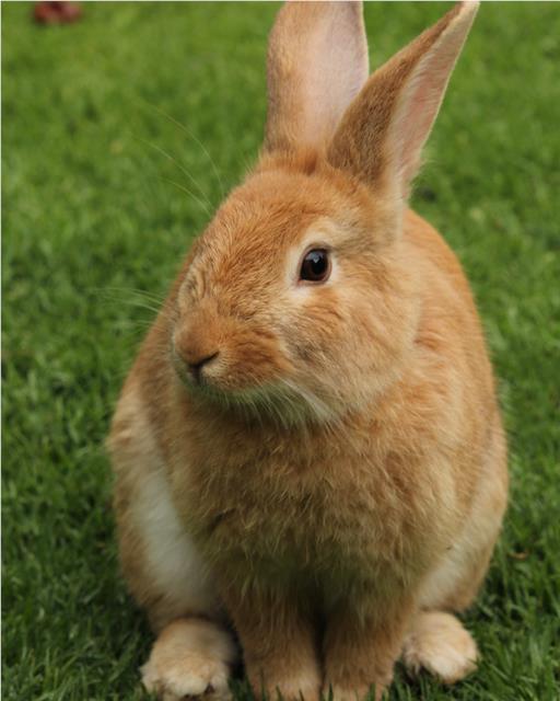Rabbit sat on grass