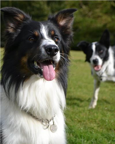 Two Border Collies at work