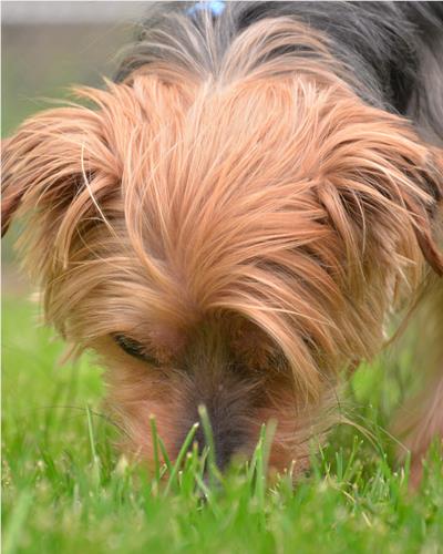 Dog sniffing around the grass