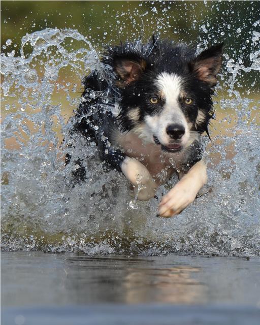 Border collie running through water