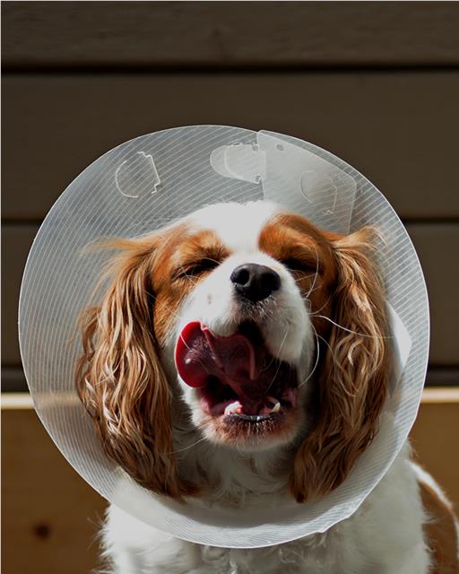 Yawning dog with a cone