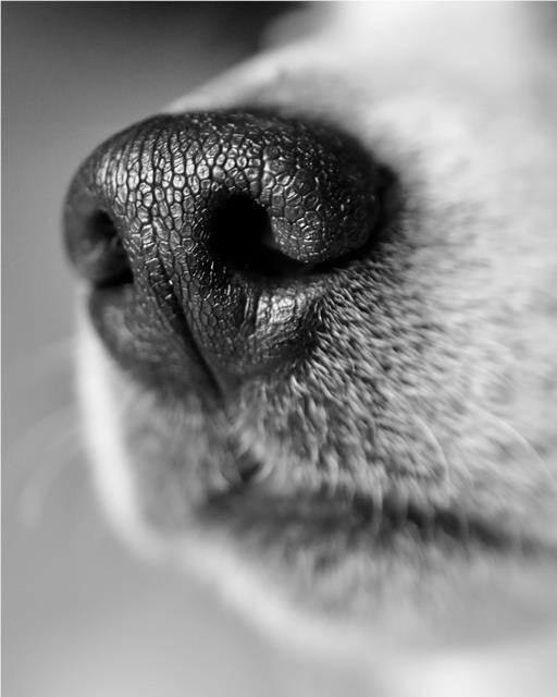 Jack Russell dog nose