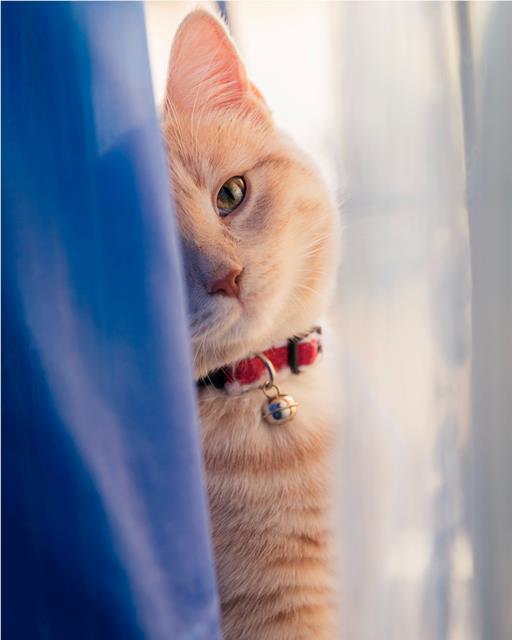 Orange tabby cat peeping through the curtains.