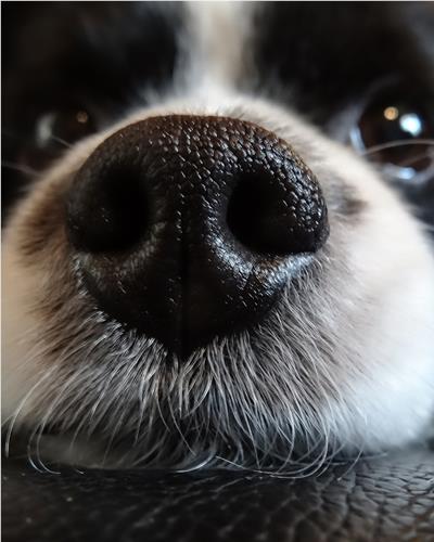 Close up on border collie dog nose