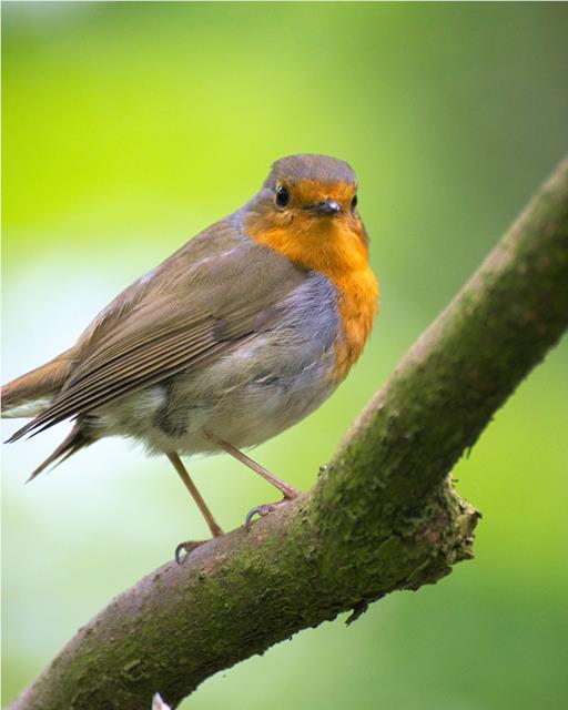 Provide bird food on a bird table to encourage robins into your garden