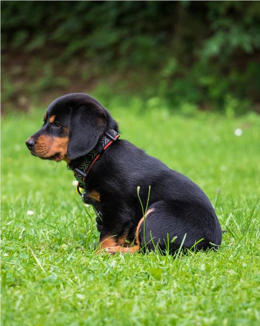 Black and brown puppy dog sat on grass