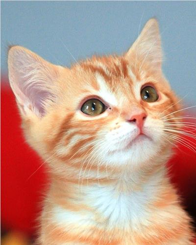 Ginger kitten looking up curiously hero