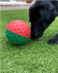 Black Labrador playing with OSCAR Activity Ball outside