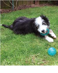 Dog playing with biosafe puppy toys in the garden 