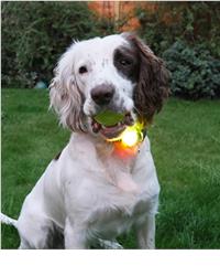LED collar light on dog with tennis ball 
