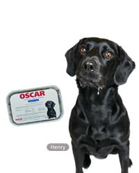 Photo of oscar sprats for dogs with henry