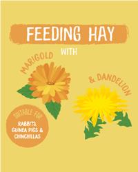 Burgess excel feeding hay dandelion ingredients 