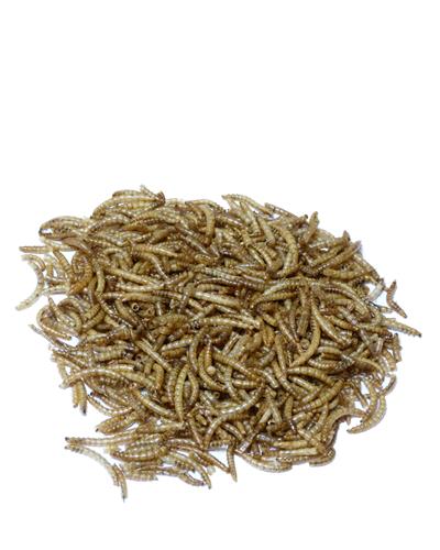 Close up of photo of dried mealworms