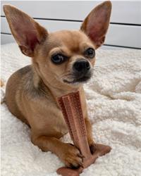 Chihuahua with small bamboodle