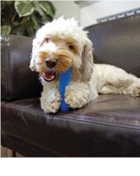Dog sat on sofa chewing chillax bone 