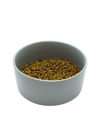 Bowl of kitten care complete cat food