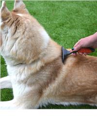 Moult stoppa being used on dog 