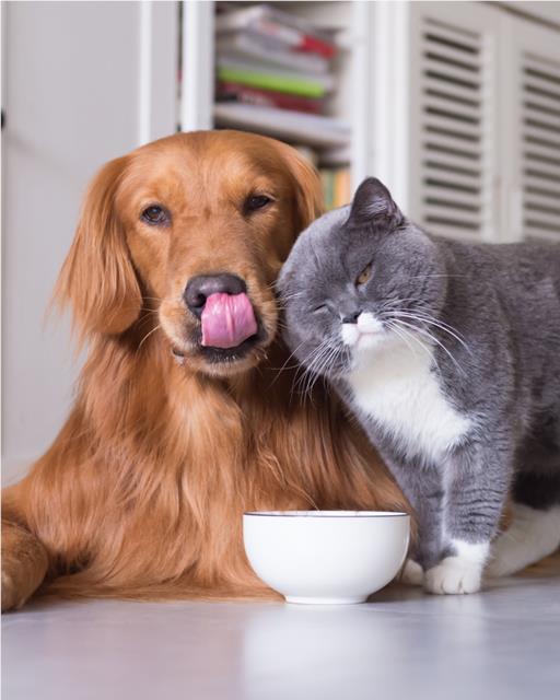 Retriever dog and grey and white cat happy with together at meal time