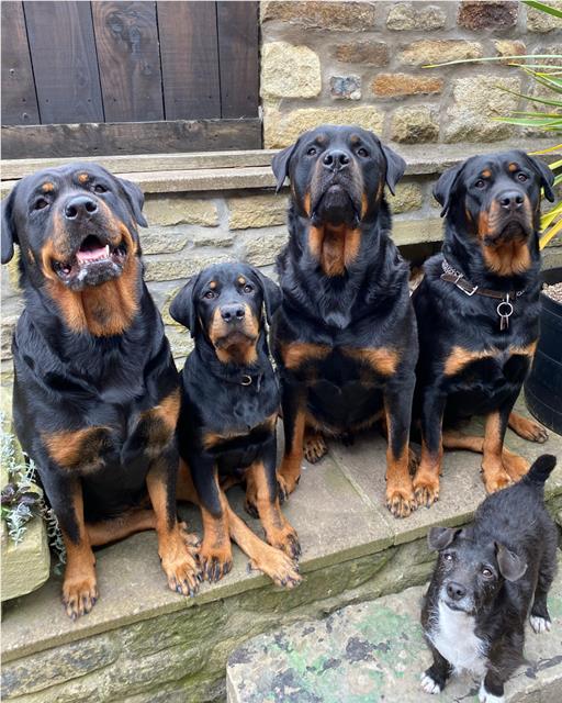 Four rottweilers sat outside with a patterdale terrier 