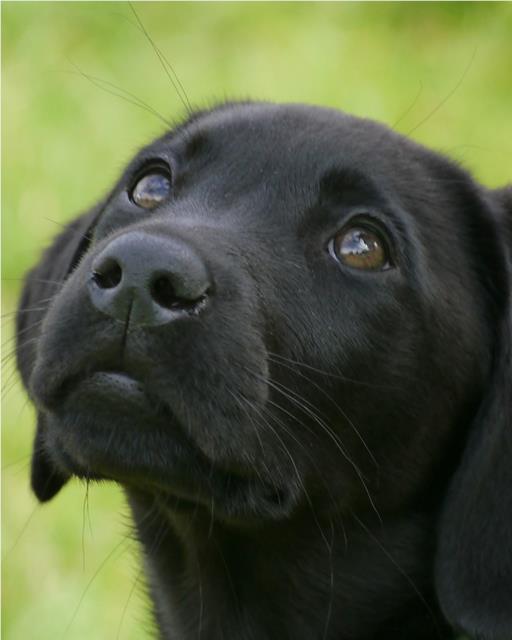Black labrador puppy outside looking up