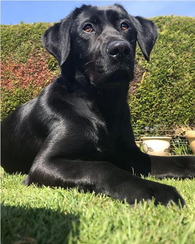 Bruce the labrador sat on the grass out in the sun