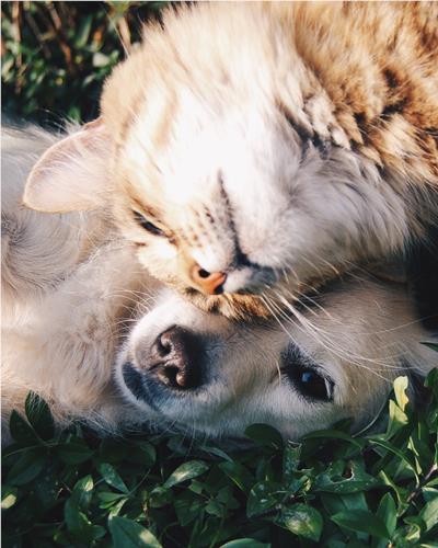 Dog and cat snuggling together.