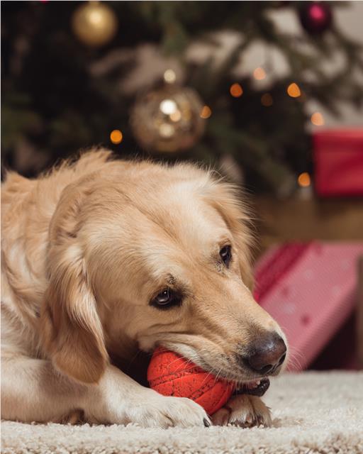Labrador playing with a ball in front of a Christmas tree