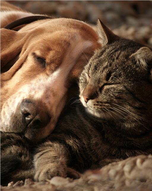 Tabby cat and dog snuggled up