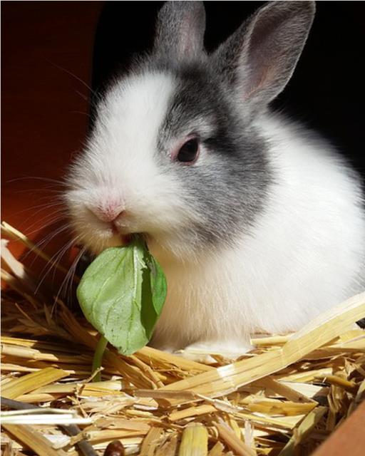 Rabbit in hutch chewing on a leaf 