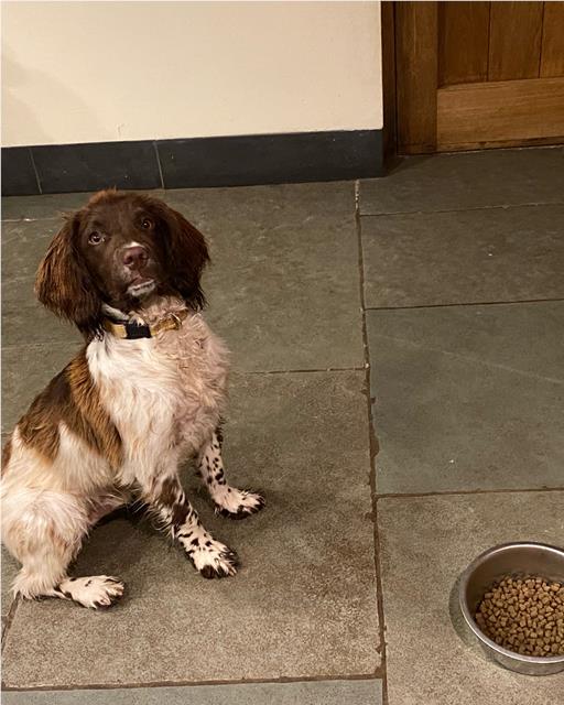 A springer spaniel puppy sat patiently on the kitchen floor waiting to eat his OSCAR dog food 