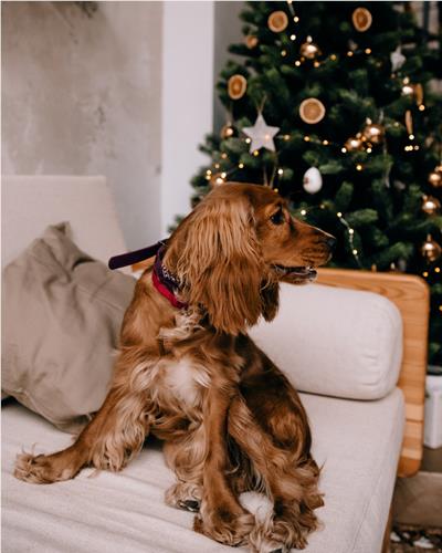 Dog sat on chair beside decorated Christmas tree