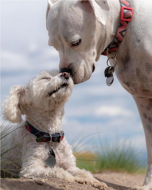 Adult dog sniffing a puppy