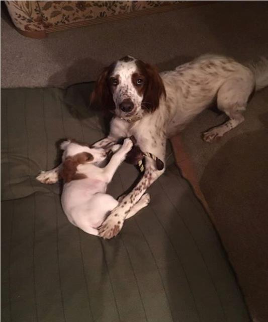 As you can see our Red and White Irish Setters Fionn and Breagha are thriving on OSCAR.