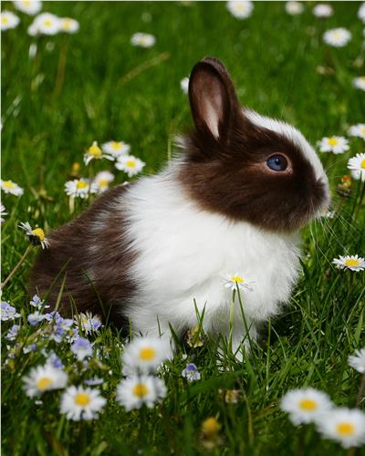 Rabbit Outdoors Amongst Daisies