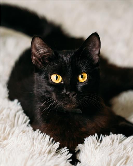 Black cat lying on a white fluffy rug