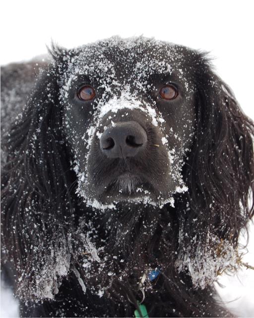 Black dog covered in the snow.