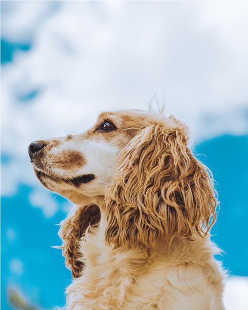 Dog in front of blue sky