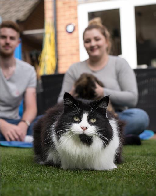 Black and white fluffy cat outside with their owners
