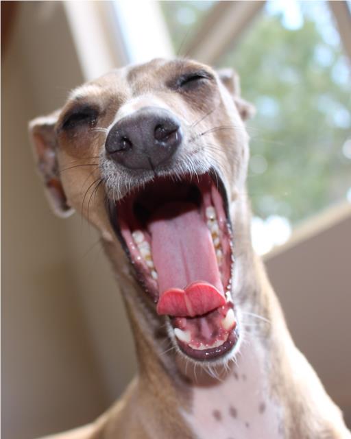 yawning greyhound dog next to window