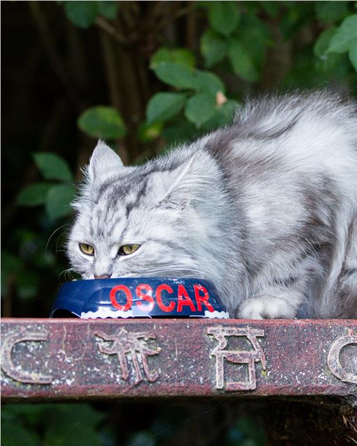 Cat eating out of OSCAR bowl