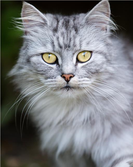 Close up grey fluffy cat
