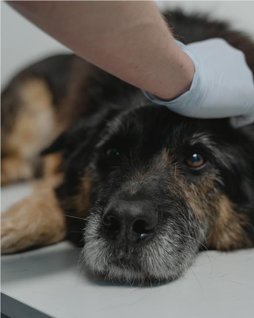 Worried looking older dog being checked over by a vet wearing blue gloves 