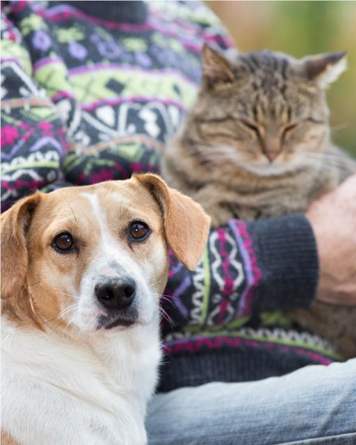Adult dog next to their owner who is wearing a brightly coloured jumper and is holding a tabby cat. 