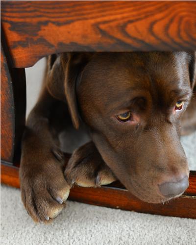 Chocolate Labrador hiding under a chair.