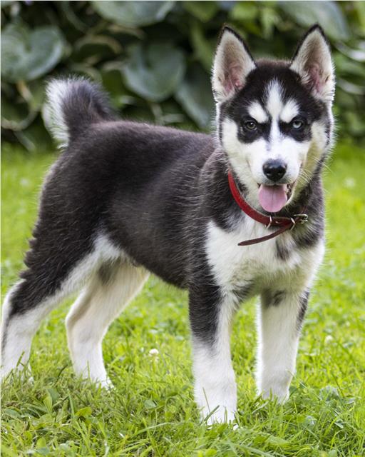 Husky puppy standing on the grass.
