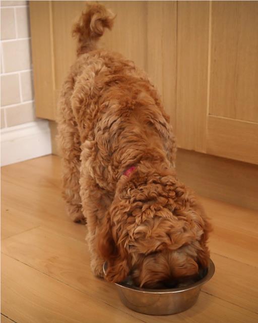 Willow the dog enjoying her OSCAR pet food