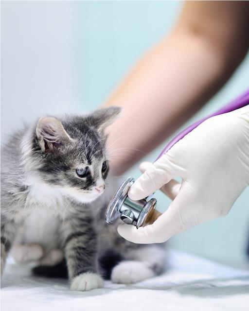 Kitten being examined at the vets
