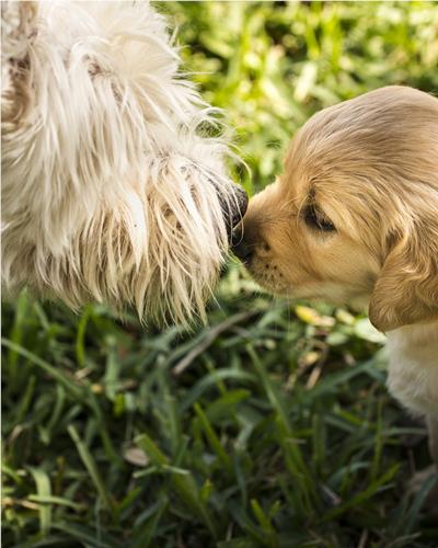 Puppy sniffing Westie dog